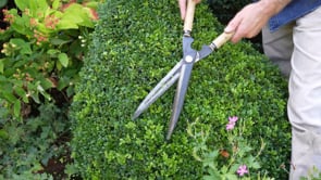 Niwaki Garden Shears