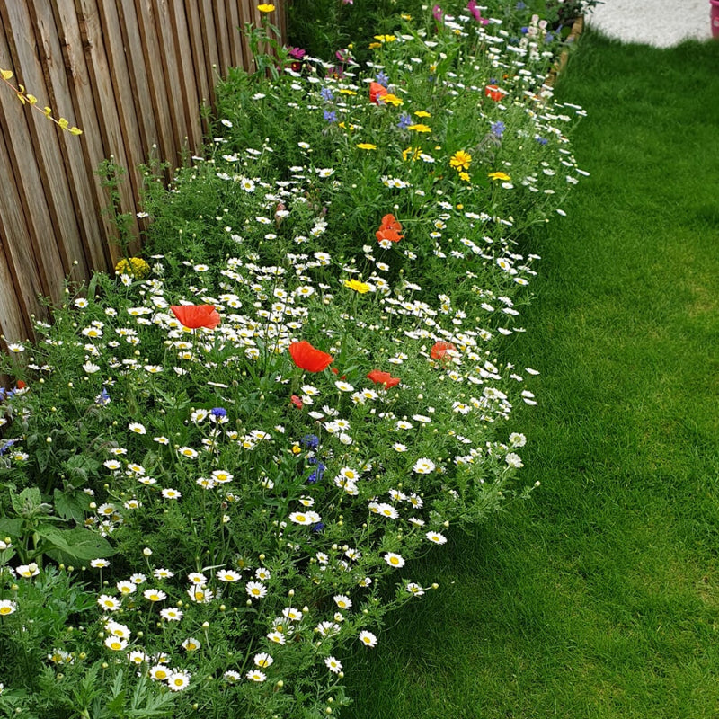 Beebomb UK Wildflower Seedballs