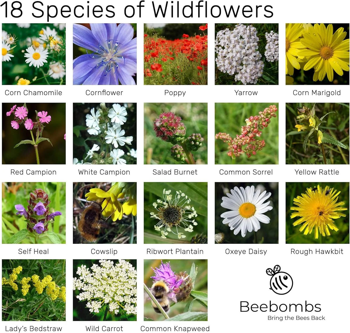 Beebomb UK Wildflower Seedballs