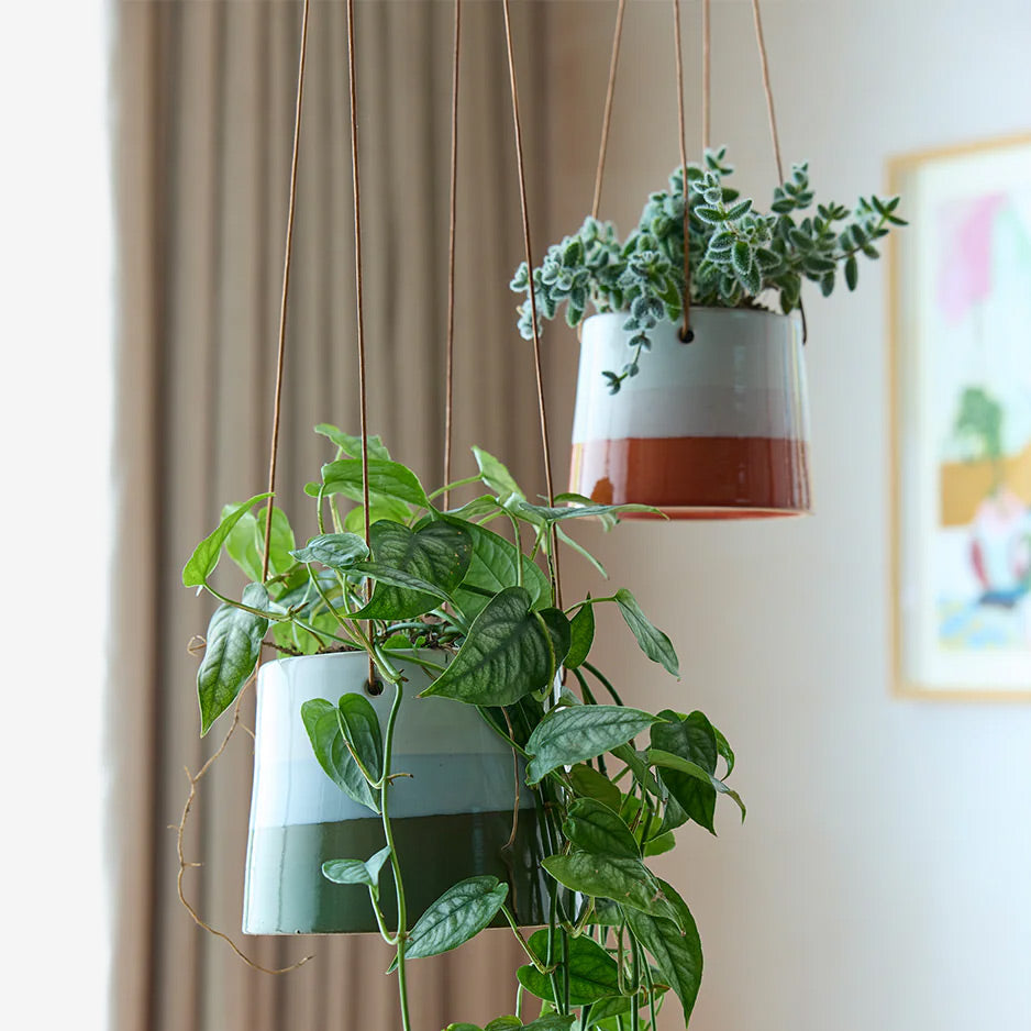 Collectors Hanging Plant Pot
