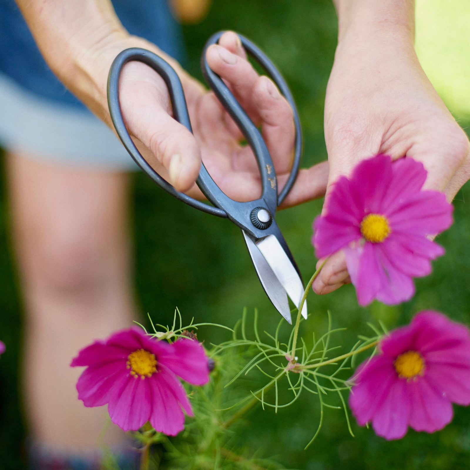 Niwaki Sentai Garden Scissors