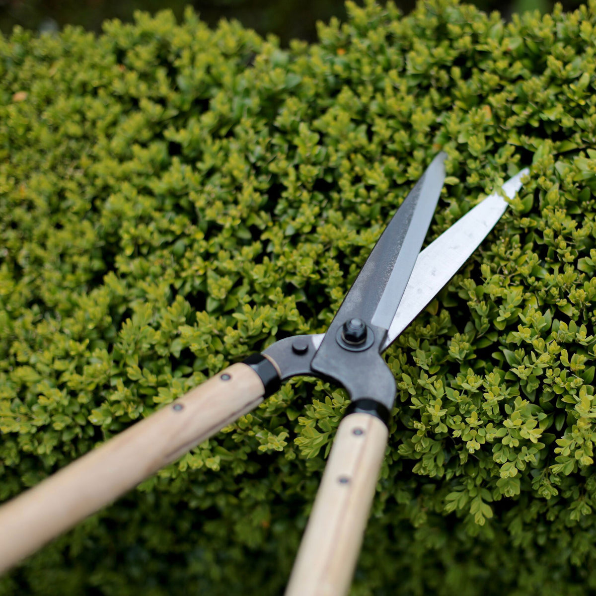Niwaki Garden Shears