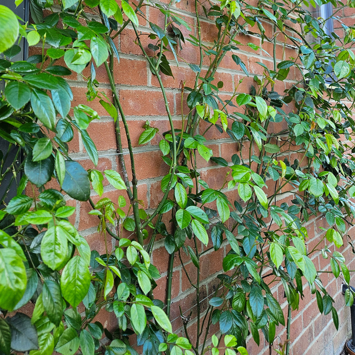 Wire Rope Trellis System
