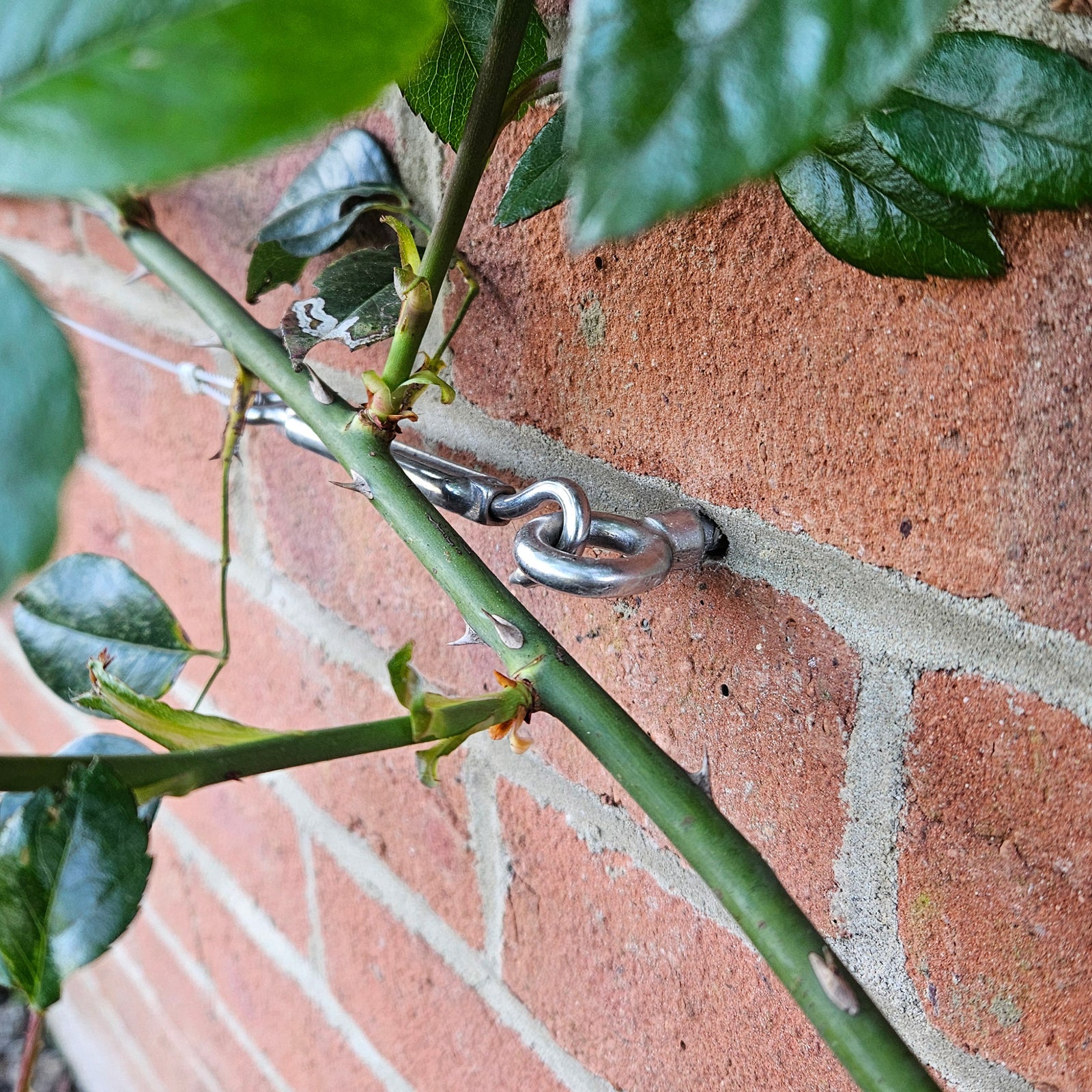 Wire Rope Trellis System