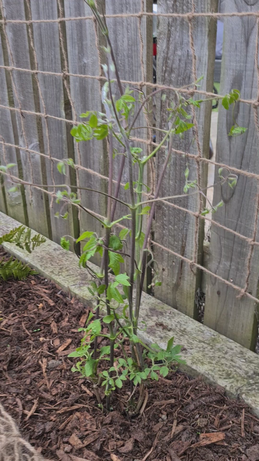 Jute Pea and Bean Netting, Home Compostable