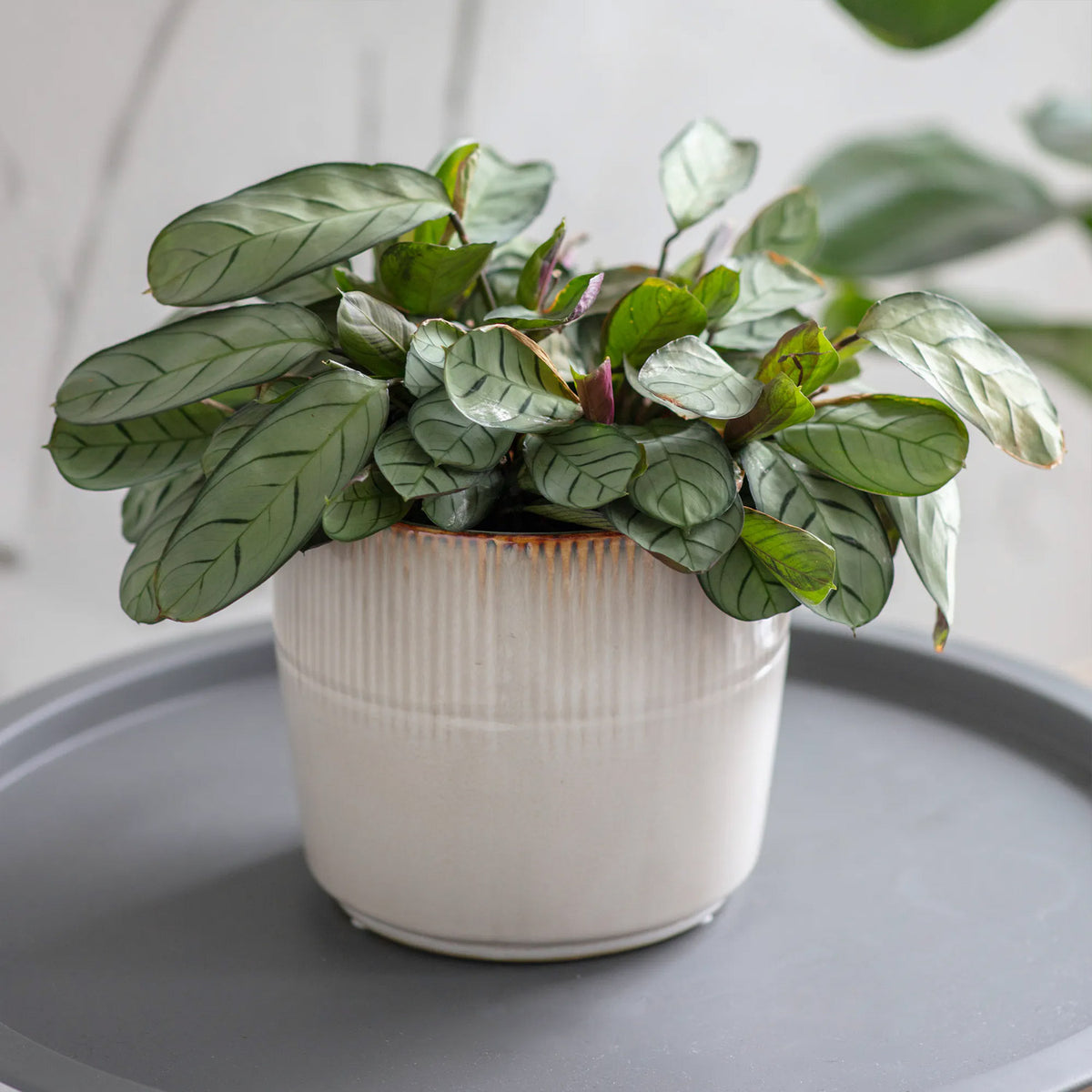 Hillesley Ceramic Indoor Plant Pots