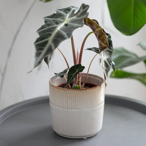 Hillesley Ceramic Indoor Plant Pots