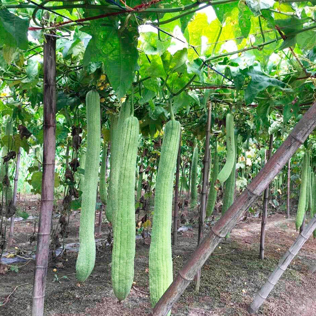 Loofah Cucumber