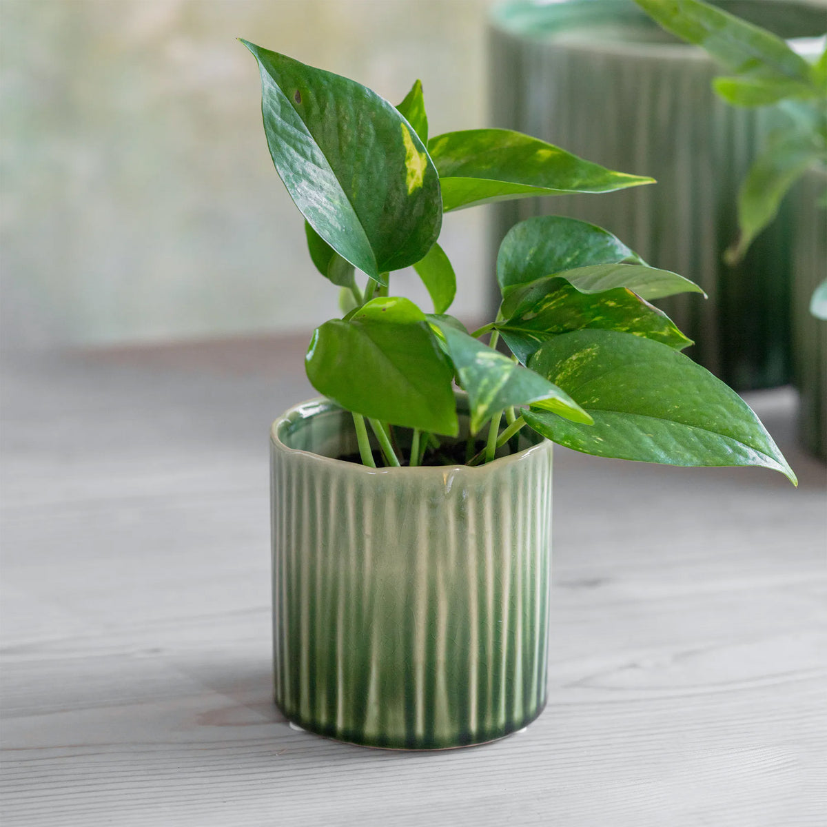 Nettleton Ceramic Indoor Plant Pots